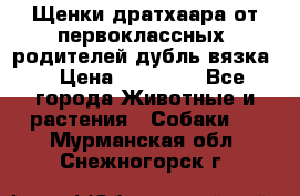 Щенки дратхаара от первоклассных  родителей(дубль вязка) › Цена ­ 22 000 - Все города Животные и растения » Собаки   . Мурманская обл.,Снежногорск г.